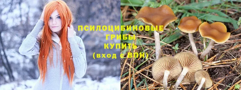 Псилоцибиновые грибы Psilocybe  Гусев 